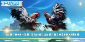 Đá Gà Thomo - Cuộc So Tài Rực Lửa Đầy Bất Ngờ Của Chiến Kê